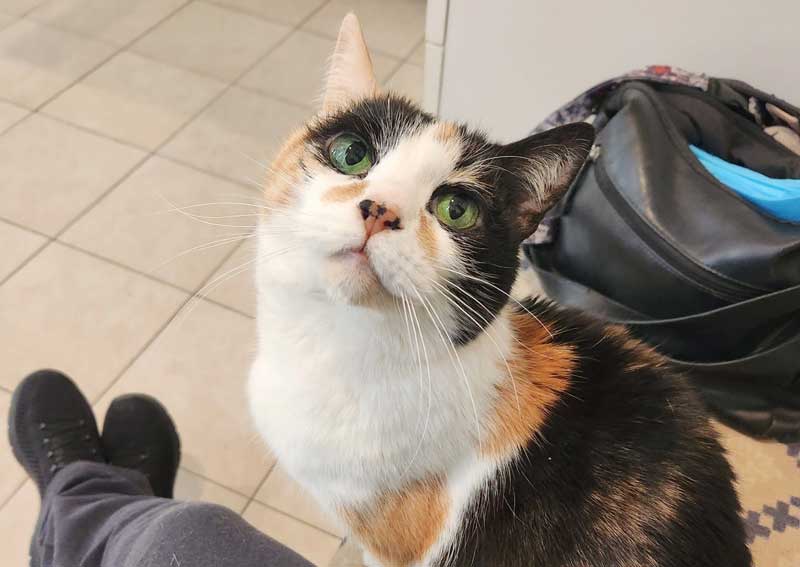 Carousel Slide 5: Cat veterinarians