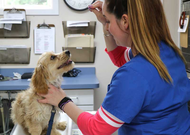 Carousel Slide 3: Puppy wellness care